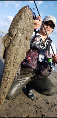 マゴチの釣果