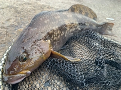 アイナメの釣果