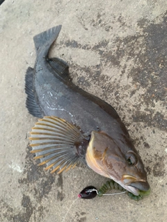 アイナメの釣果