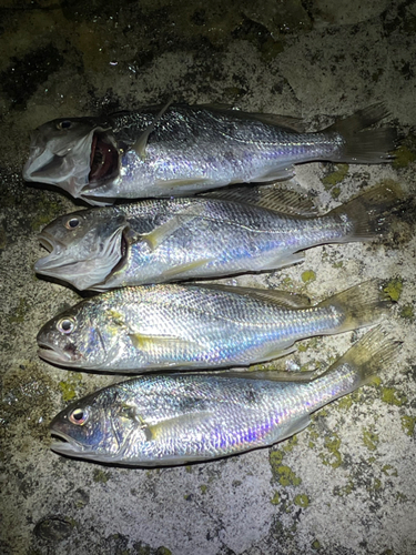 イシモチの釣果