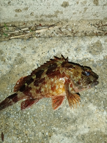 カサゴの釣果