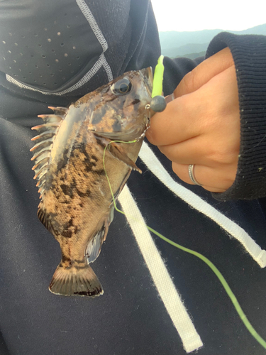 ソイの釣果