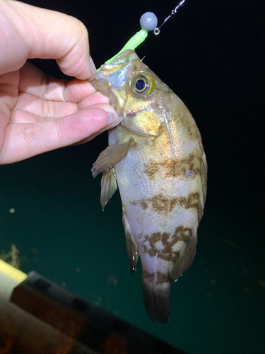 メバルの釣果