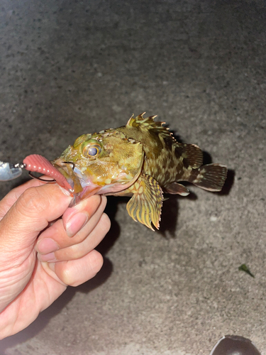 カサゴの釣果