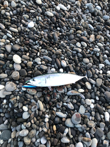 ソウダガツオの釣果