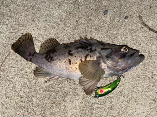 クロソイの釣果