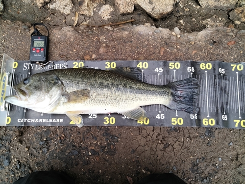 ブラックバスの釣果