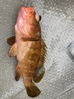 アコウの釣果