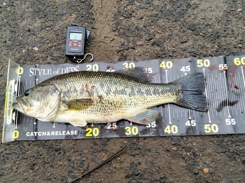 ブラックバスの釣果