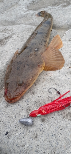 マゴチの釣果