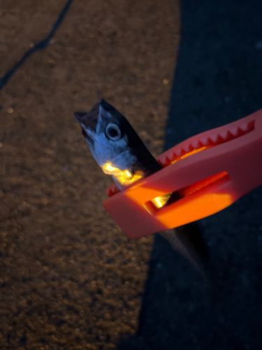 サバの釣果