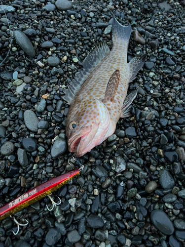 オオモンハタの釣果