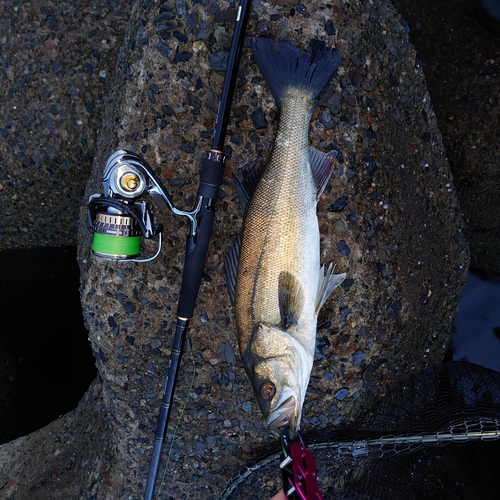 シーバスの釣果