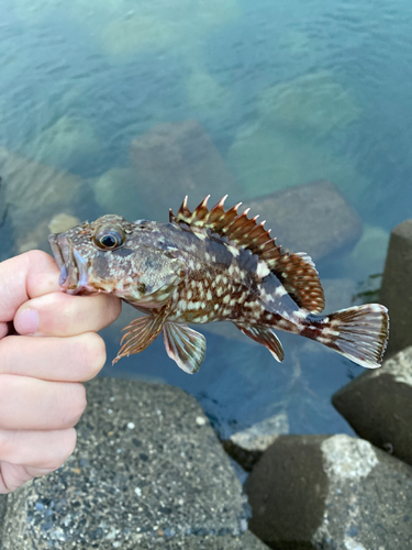 カサゴの釣果