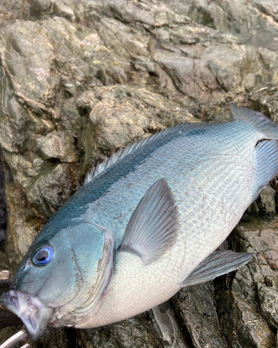 クロの釣果