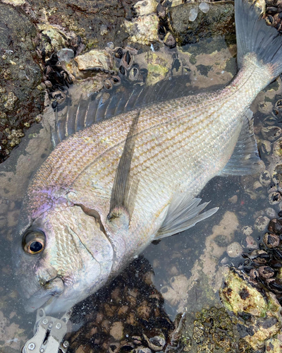 ヘダイの釣果