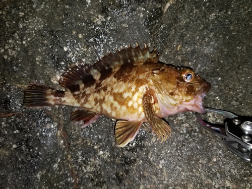 カサゴの釣果