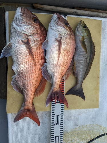 マダイの釣果