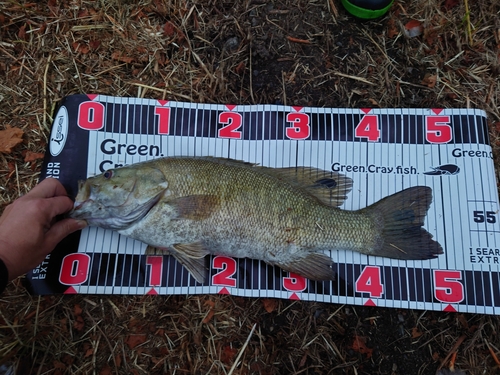 スモールマウスバスの釣果