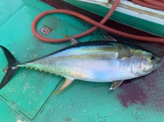 キハダマグロの釣果