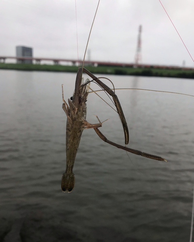 テナガエビの釣果