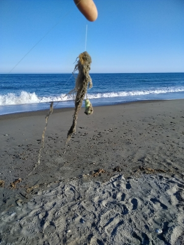 キスの釣果