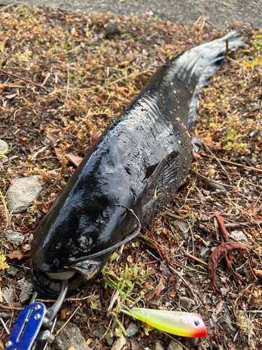 ナマズの釣果