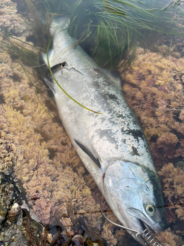 サクラマスの釣果