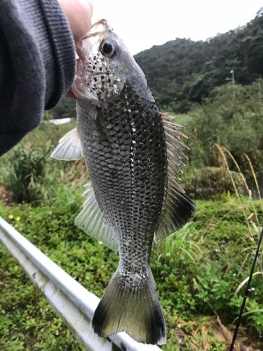 釣果