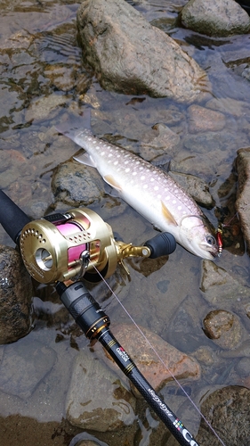 アメマスの釣果