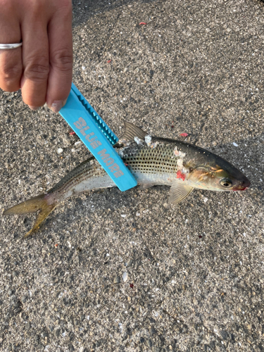 コノシロの釣果