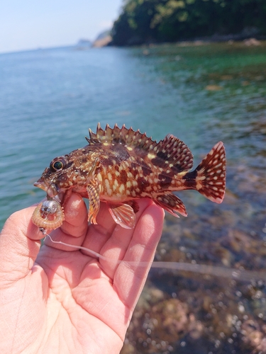 カサゴの釣果