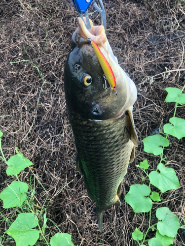 コイの釣果