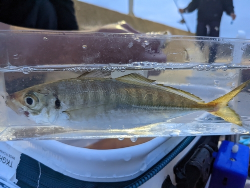 マアジの釣果