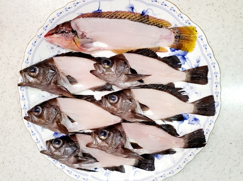 メバルの釣果