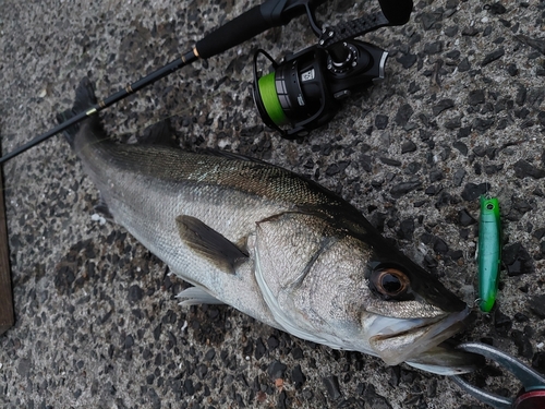 スズキの釣果