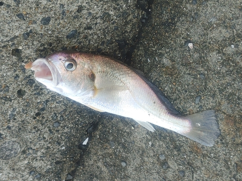 イシモチの釣果