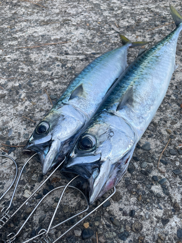 サバの釣果