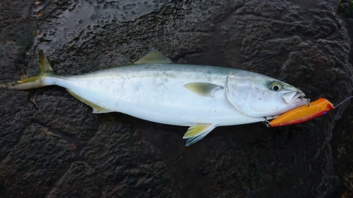 イナダの釣果