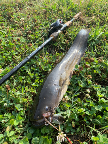 ナマズの釣果