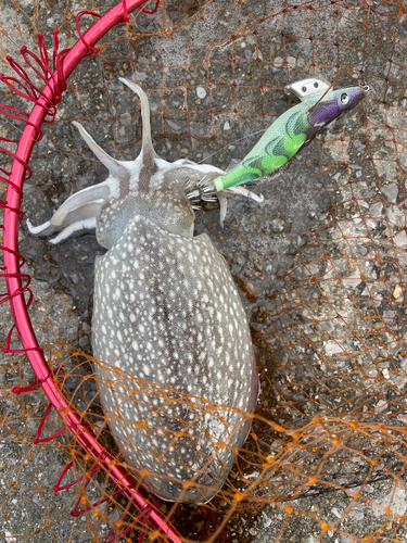 シリヤケイカの釣果