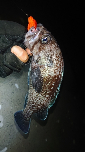 マゾイの釣果