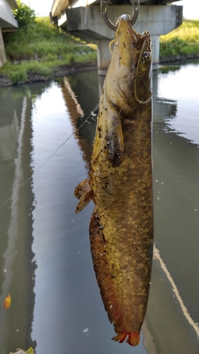 ナマズの釣果