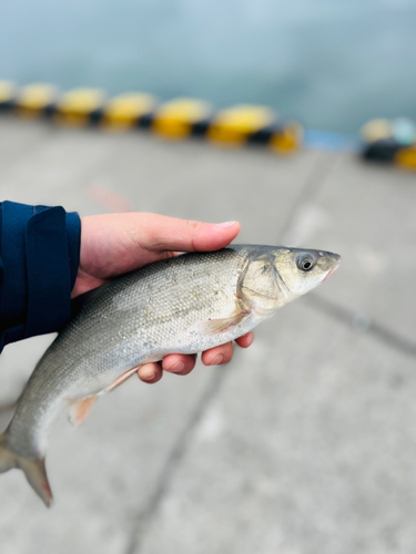 エゾウグイの釣果