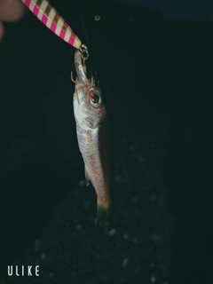 クロムツの釣果