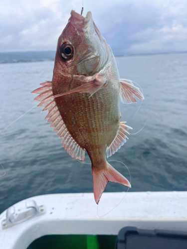 タイの釣果