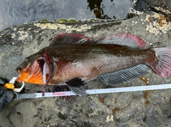 アブラコの釣果