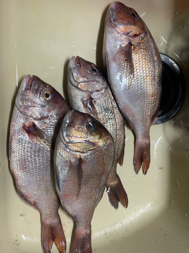 タイの釣果