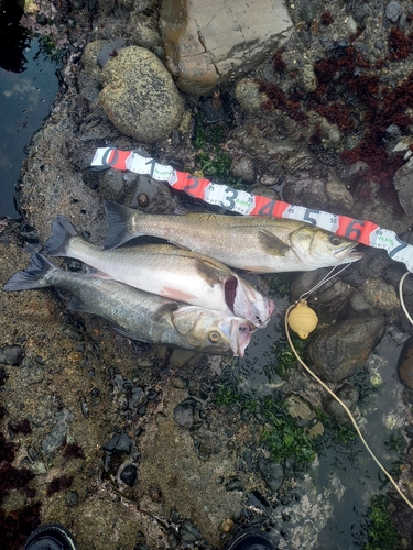 シーバスの釣果