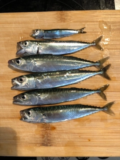 サバの釣果